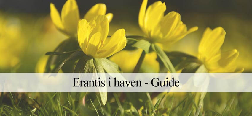 Erantis plantevejledning