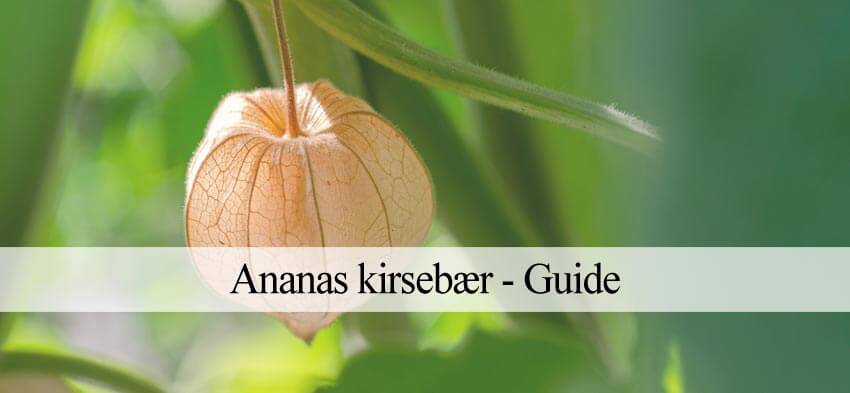 ananaskirsebær plantevejledning