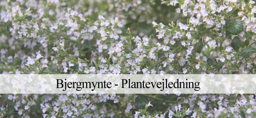 bjergmynte i haven