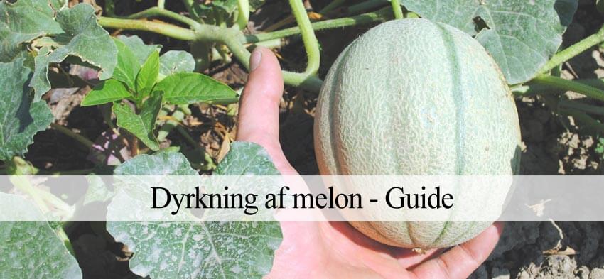 melon dyrkning