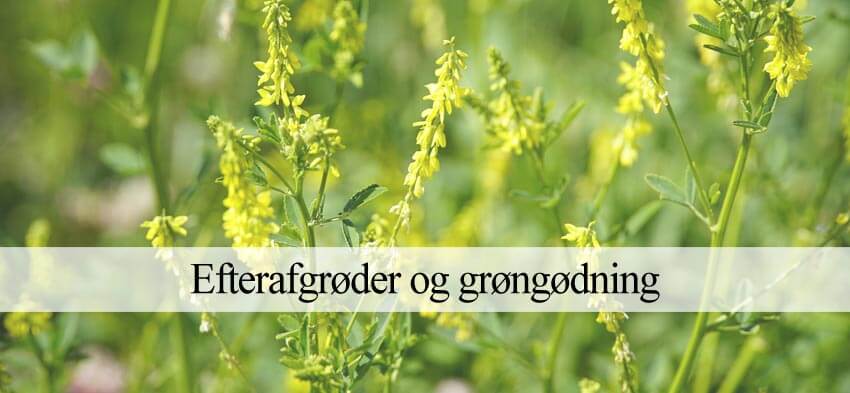 efterafgrøder i køkkenhaven