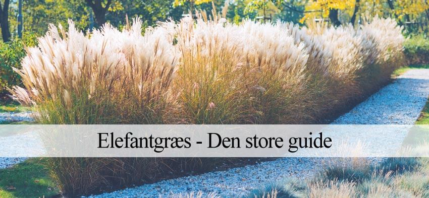 elefantgræs i haven