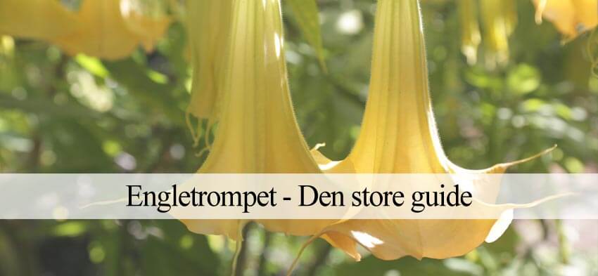 engletrompet plantevejledning