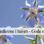 hjulkrone i haven
