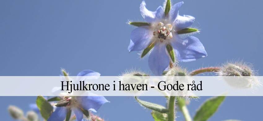 hjulkrone i haven