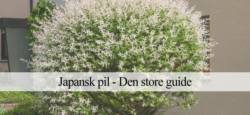 japansk pil til haven