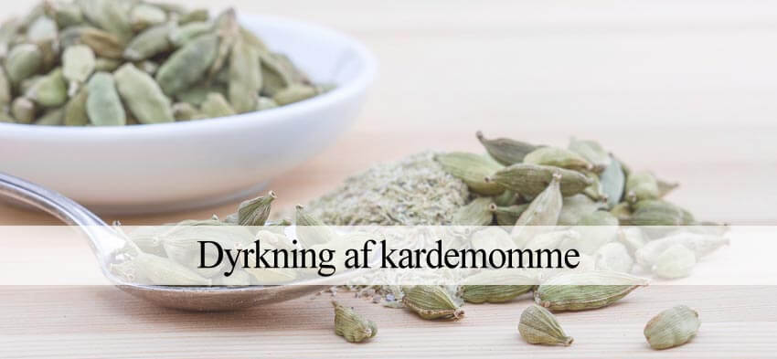 kardemomme dyrkning