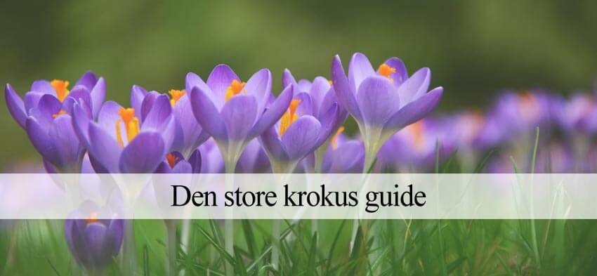 krokus vejledning