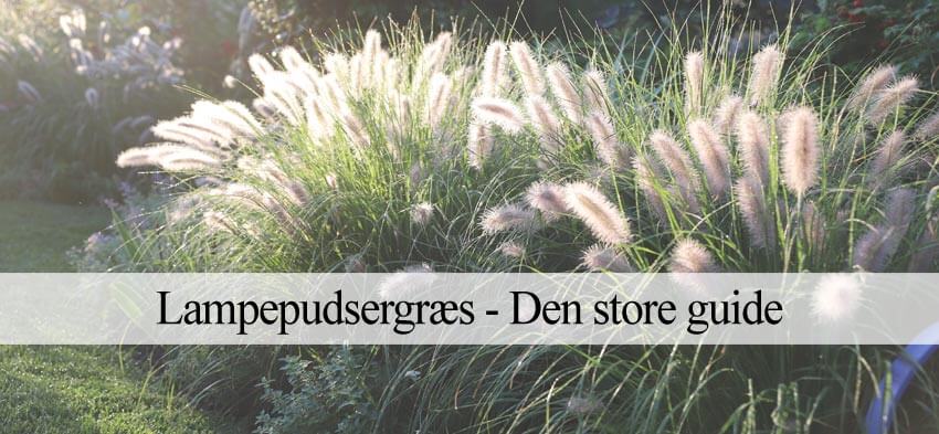 lampepudsergræs beskæering og vejledning