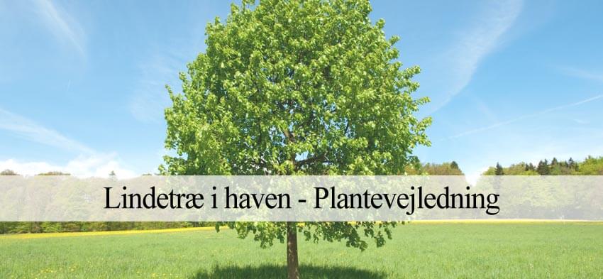 lindetræ i haven
