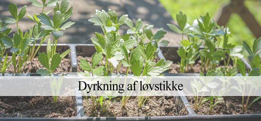 løvstikke dyrkning