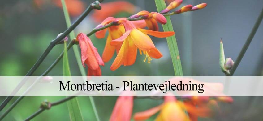 montbretia plantevejledning