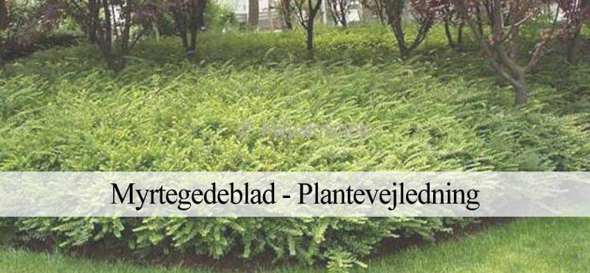 myrtegedeblad beskæring og plantning