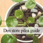 pilea plantevejledning