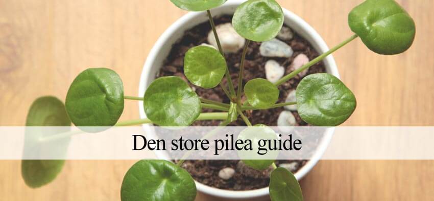 pilea plantevejledning