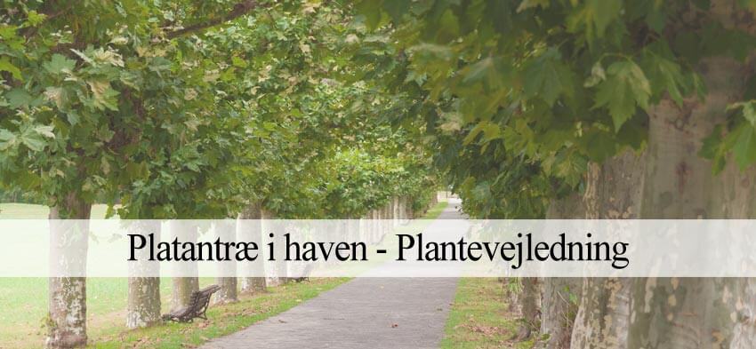 platantræ i haven