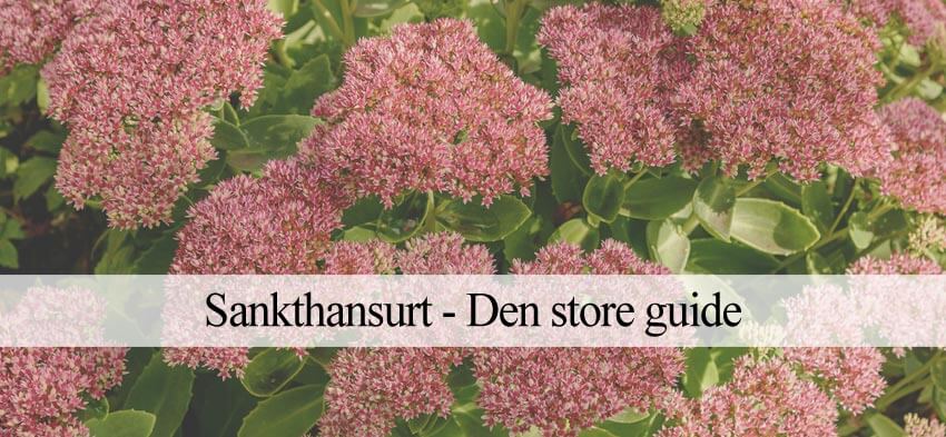 sankthansurt plantevejledning