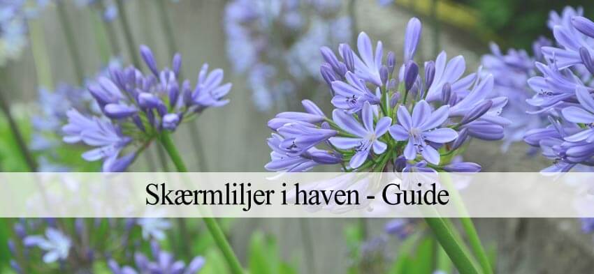 skærmliljer i haven