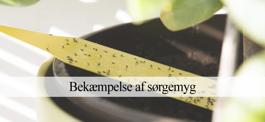 sørgemyg