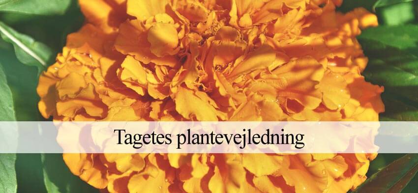tagetes dyrkning