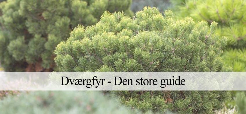 dværgfyr i haven
