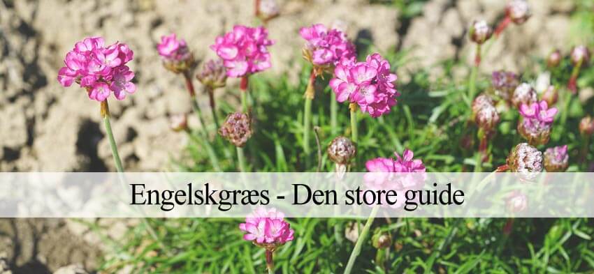 engelskgræs til haven