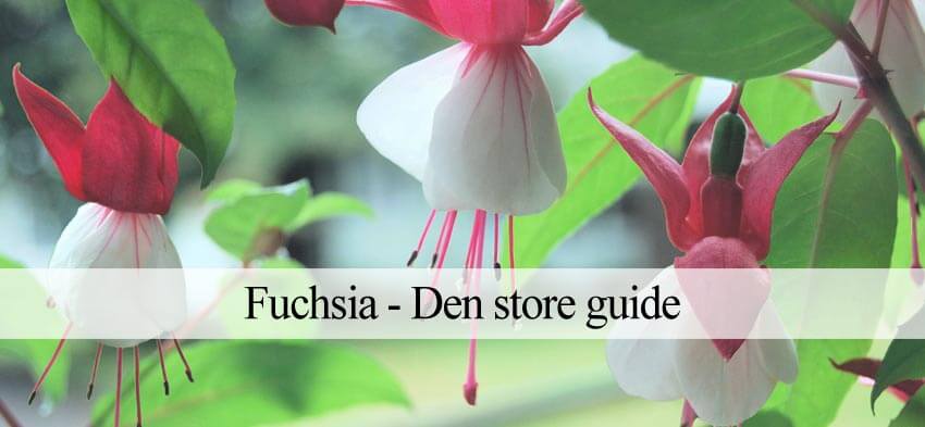 fuchsia planteguide