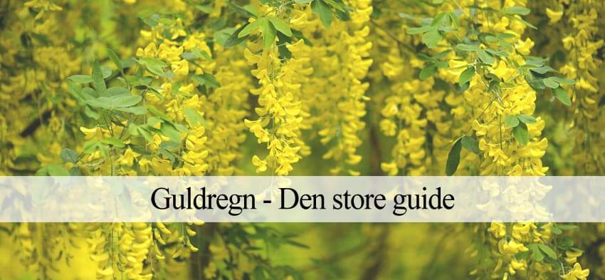 guldregn plante vejledning