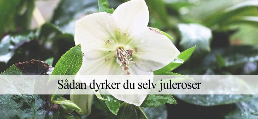 dyrkning af juleroser