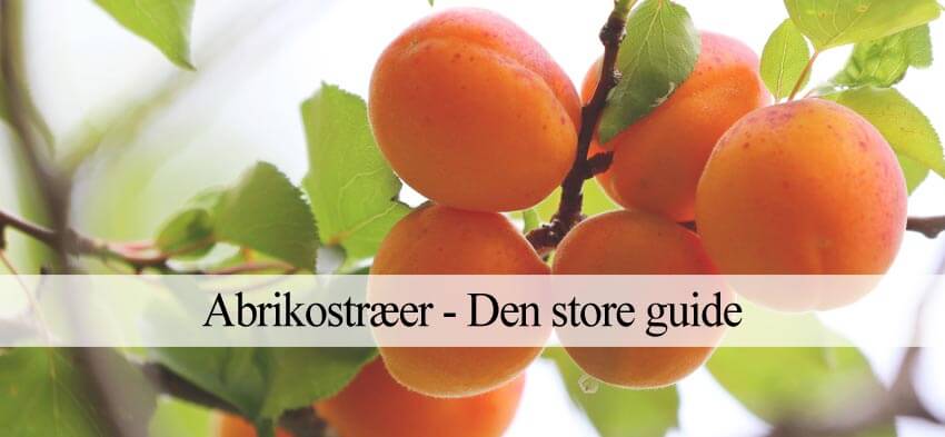 abrikostræ til haven