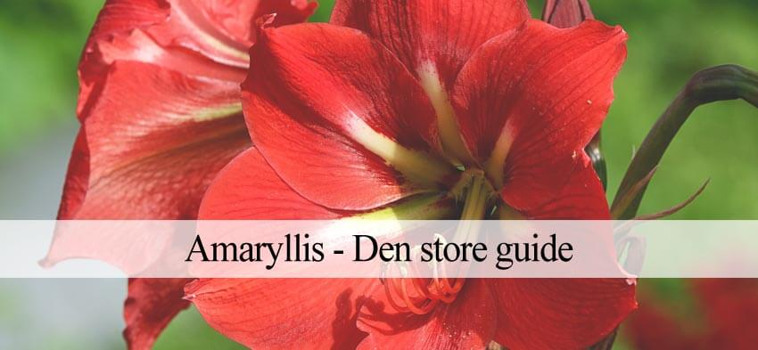 amaryllis blomst i haven