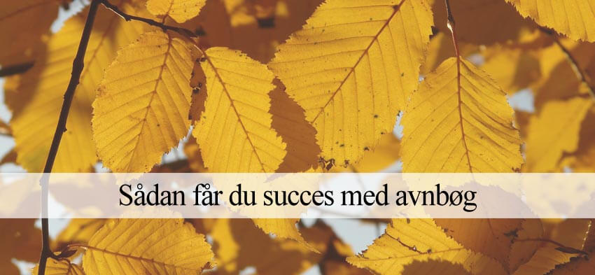 hvordan planter man avnbøg