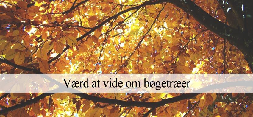 alt om bøgetræer