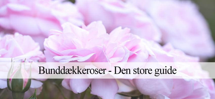 hvilke bunddækkeroser er bedst