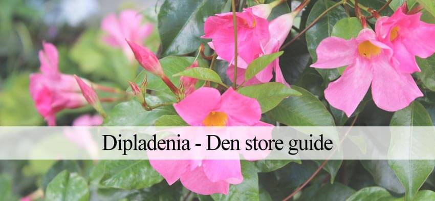 dipladenia vejledning
