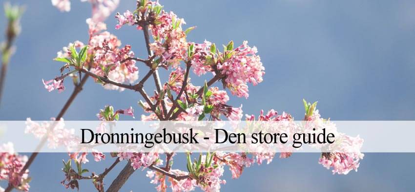 dronningebusk til haven