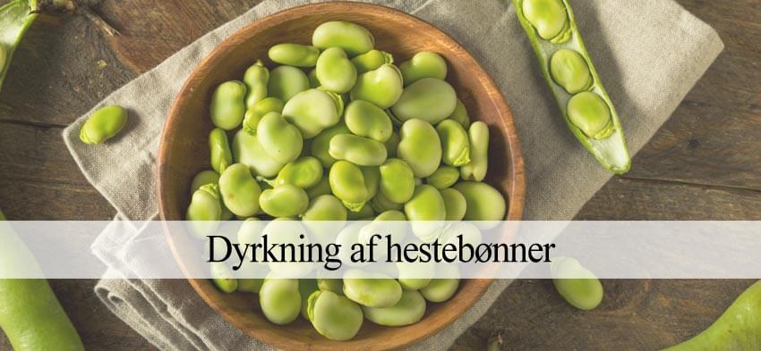 dyrke hestebønner