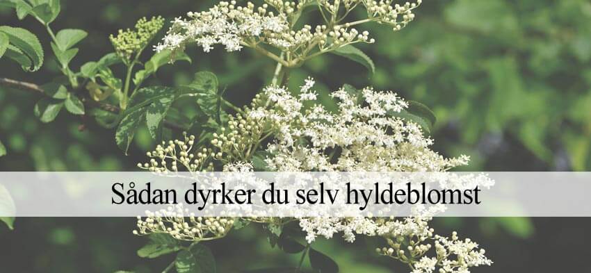 hyldeblomst dyrkning