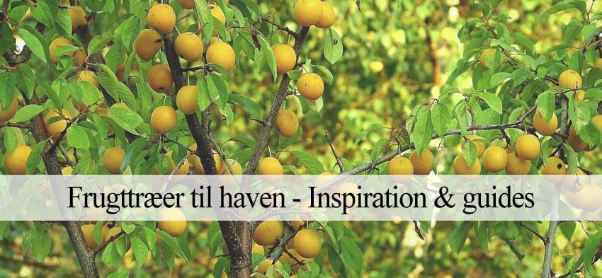 hvilke frugttræer er bedst til haven