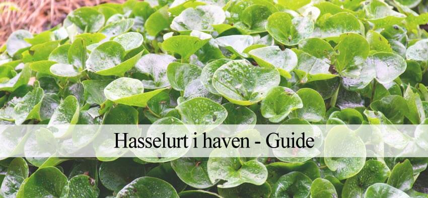 hasselurt i haven
