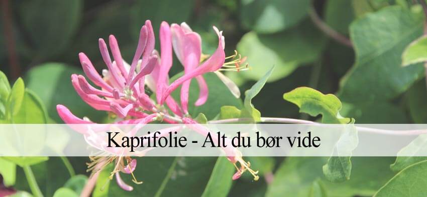kaprifolie til haven