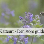 dyrkning af katteurt