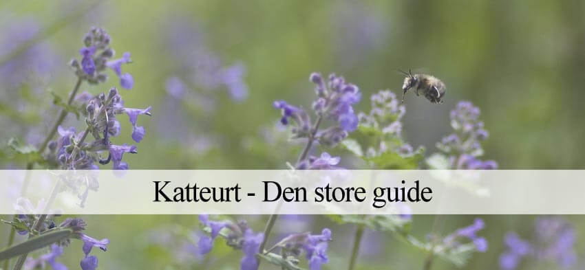 dyrkning af katteurt