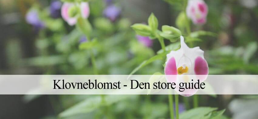 klovneblomst