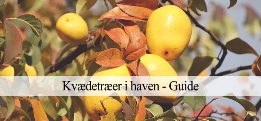 kvædetræ i haven