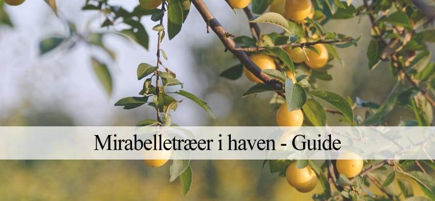 mirabelletræ i haven guide