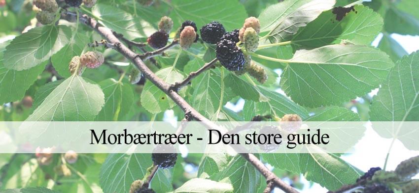 morbærtræ