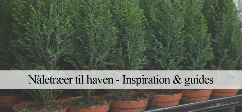 gode nåletræer til haven