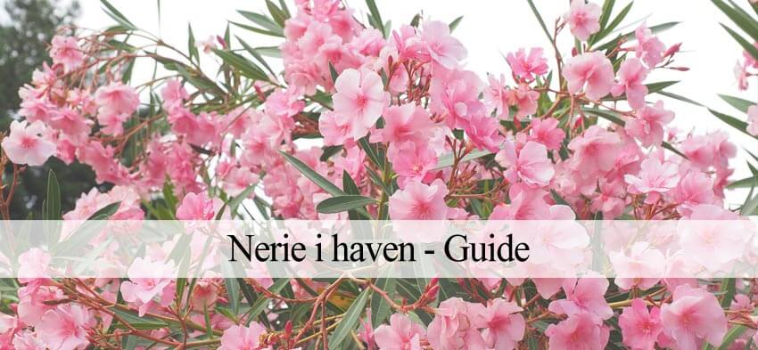 nerium oleander