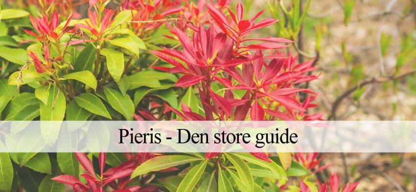 pieris i haven